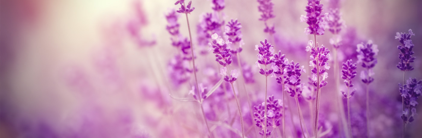 Lavendel