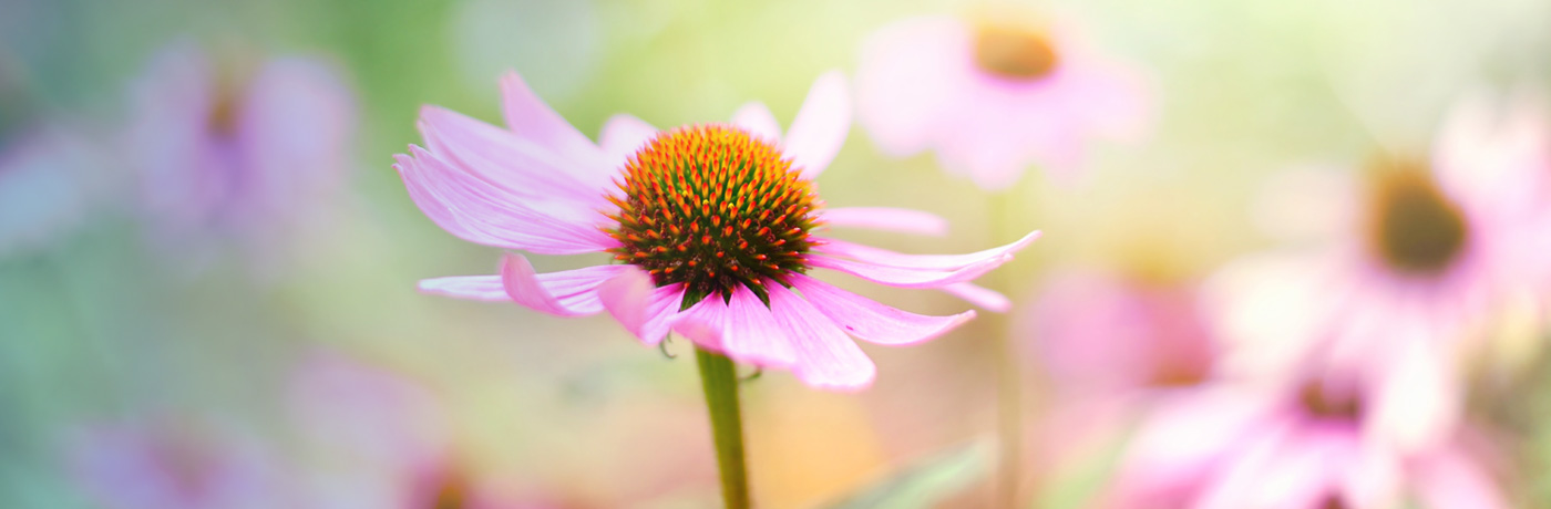 Echinacea